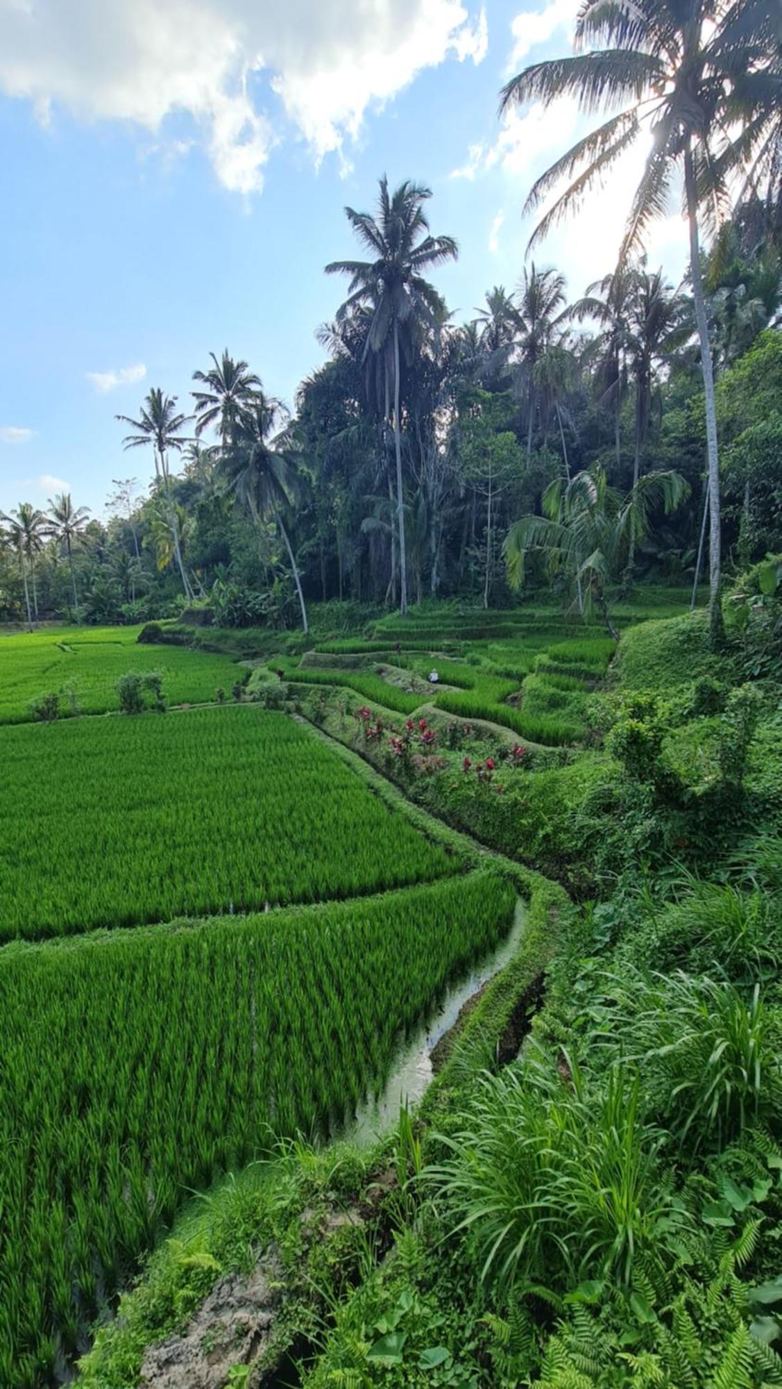 Villa Tirta Sari Tampaksiring Exterior foto